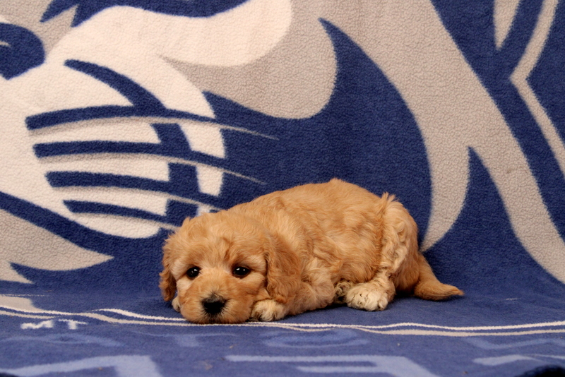 puppy, for, sale, Mini  Goldendoodle, Matthew B. Stoltzfus, dog, breeder, Gap, PA, dog-breeder, puppy-for-sale, forsale, nearby, find, puppyfind, locator, puppylocator, aca